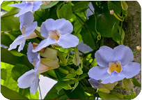 Thunbergia Purple