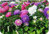 Aster