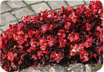 Begonia Semper Florens 