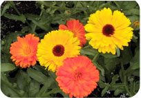 Calendula