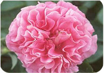 Carnation