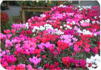 Cyclamen