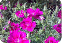 Dianthus