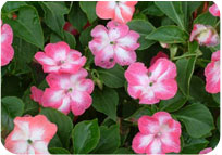 Impatiens