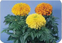 Marigold