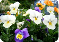 Pansy