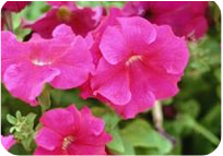 Petunia