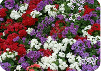 Phlox