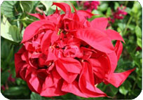 Poinsettia Fireball