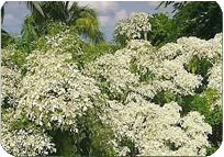Poinsettia Mountain