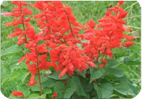 Salvia