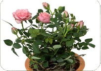 Rose Pot