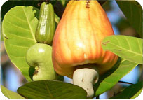Cashew Nut Grafted