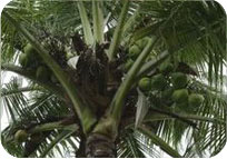 Coconut Malaysia