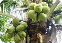 Coconut
