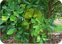Jackfruit