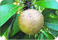 Sapota Cricket Ball