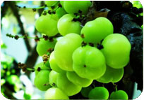 Amla Ordinary 