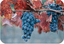 Blue Grapes