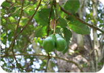 Butter Fruit