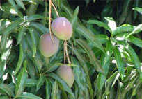 Mango Alphonsa
