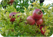 Pomegranate