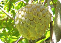 Sitaphal