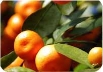 Sweet Orange