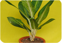 Aglaonema New