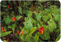 Anthurium Big Flower