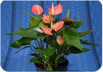 Anthurium