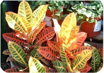 Croton Petra Big