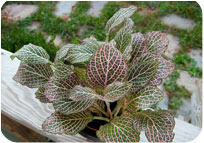 Fittonia