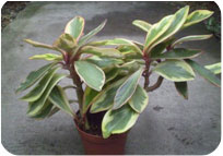 Peperomia