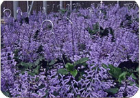 Plectranthus