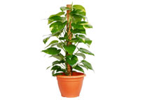 Money Plant