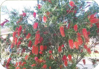 BOTTLE BRUSH RED