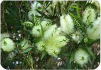 BOTTLE BRUSH WHITE