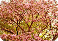 abebuia Avellanedae Pink Tree