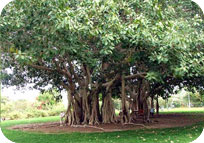 Banyan Tree